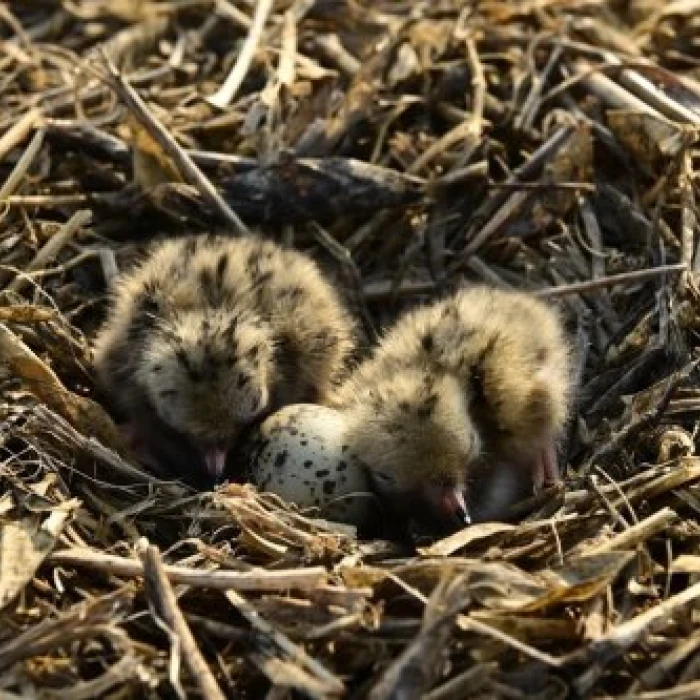 Bird Populations on the Rise at “Bird Islands” on the Tyligul Estuary
