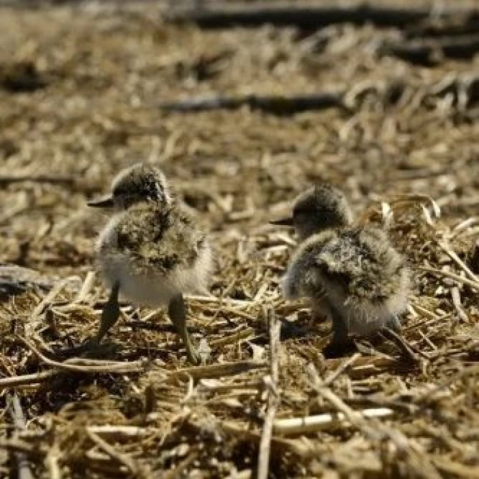 DTEK Renewables Releases the Bird Islands Atlas for 2024