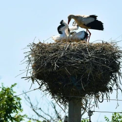 Eco initiatives of DTEK Grids – DSO continue “green” transformation