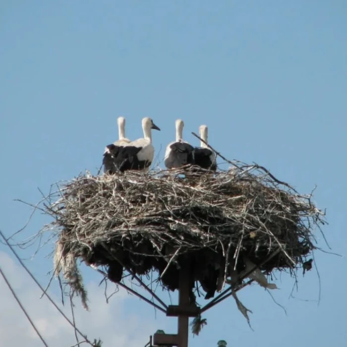 Storks in the nest